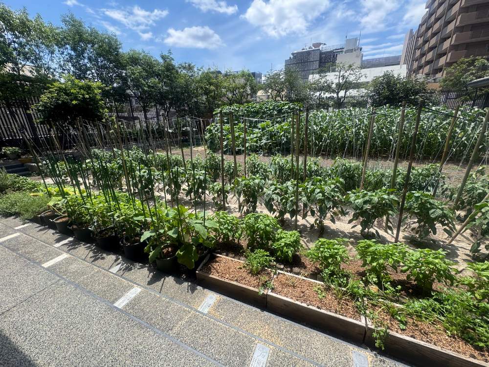 京都八百一本館 3階の屋上農場「六角農場」